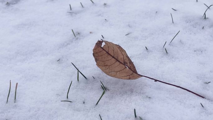 雪地里的一片落叶