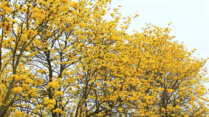 一大片盛开的黄花风铃木