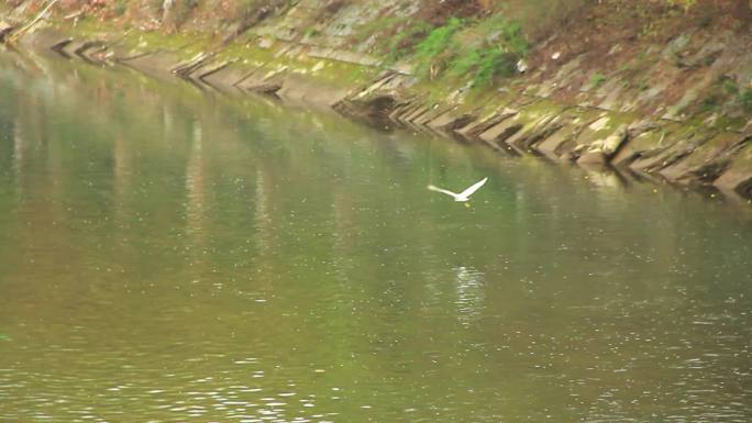 春天的成都市温江区江安河绿道的白鹭