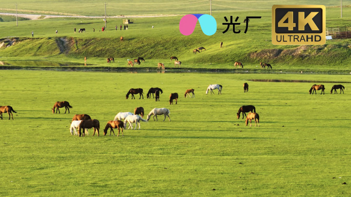 内蒙古航拍草原蒙古马群草原风光牧马合集