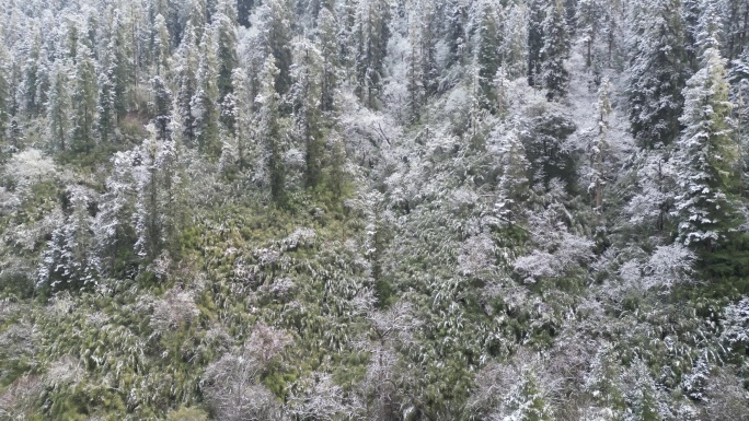 冬天森林里的雪景