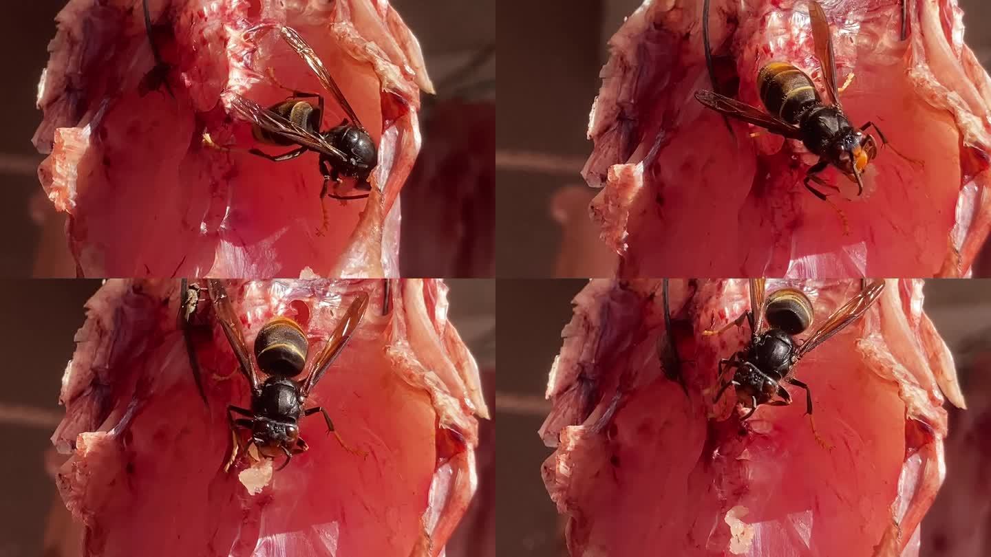 昆虫的生活习性 马蜂吃肉 马蜂的生活习性