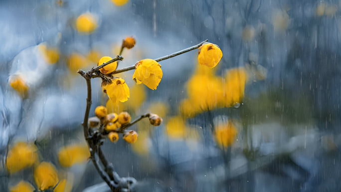 春雨发芽花朵唯美清新自然