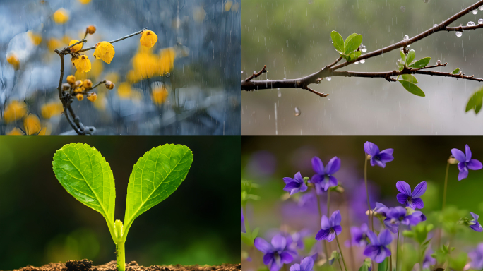 春雨发芽花朵唯美清新自然