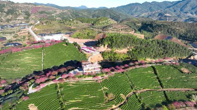 【4K50P】福建龙岩台品樱花圆航拍合集