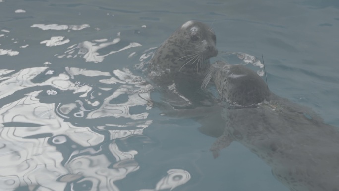 斑海豹 水中 动物 保护动物