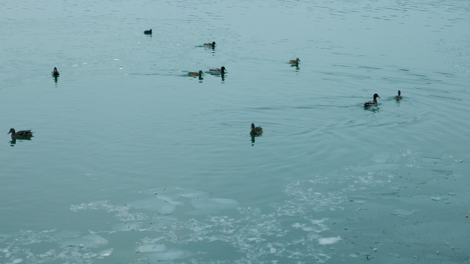 春江水暖河冰融化鸭子游泳