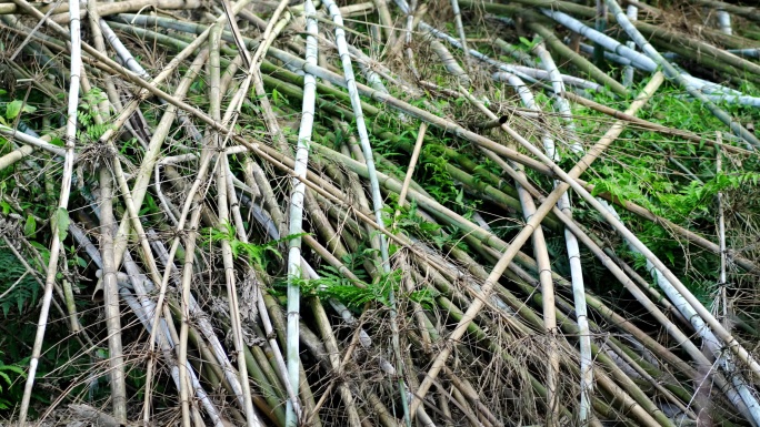 砍伐竹子