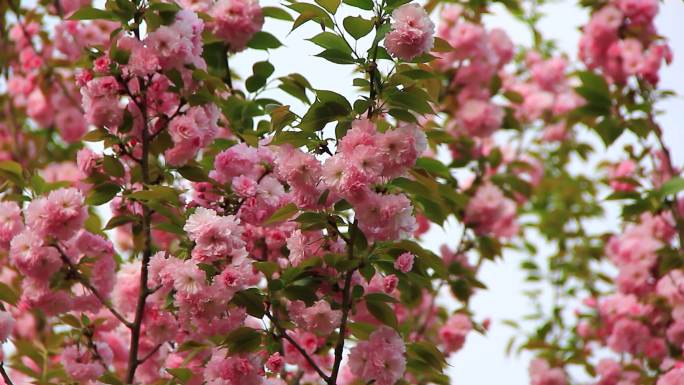 春天粉红色的晚樱花朵在阳光下盛开