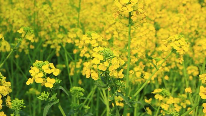 春天的油菜花田里金黄色的油菜花开了