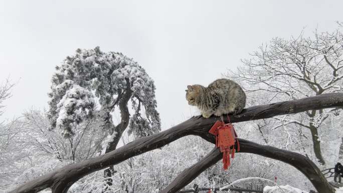 秦岭五台山雾凇雪松和大橘猫4