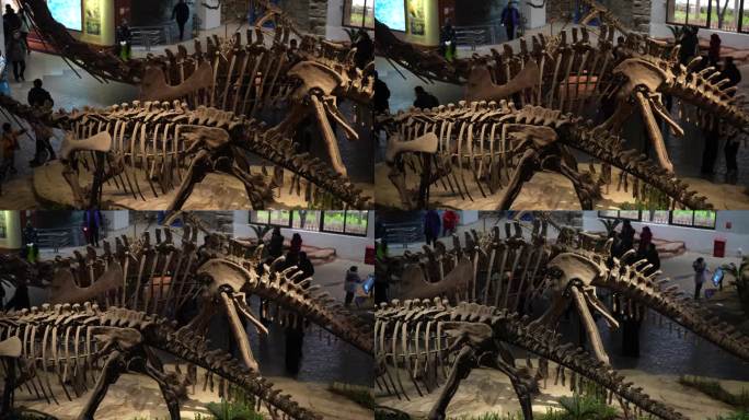 恐龙化石博物馆参观