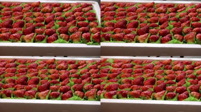 排列整齐的高品质水果草莓展示