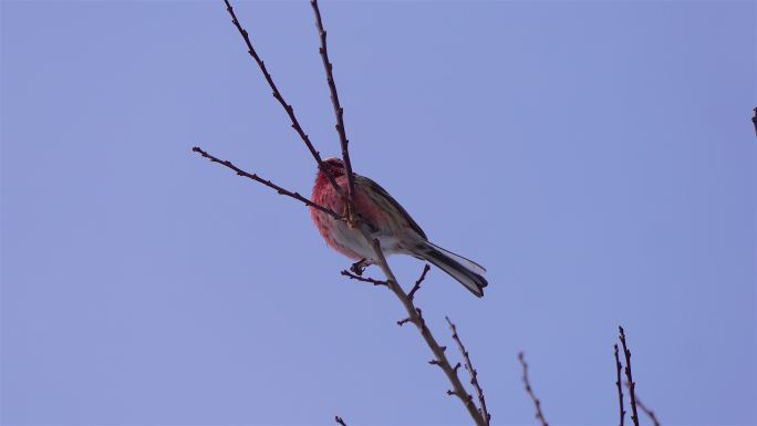 冬季树枝上觅食的小鸟合集