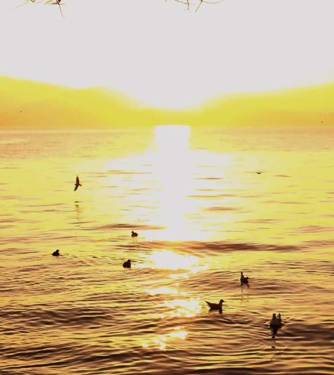 日出 洱海 日出一瞬 海平线