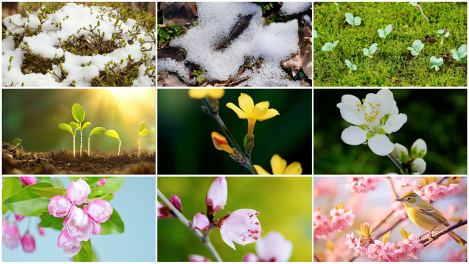 【春分合集】 春分春天风景春暖花开