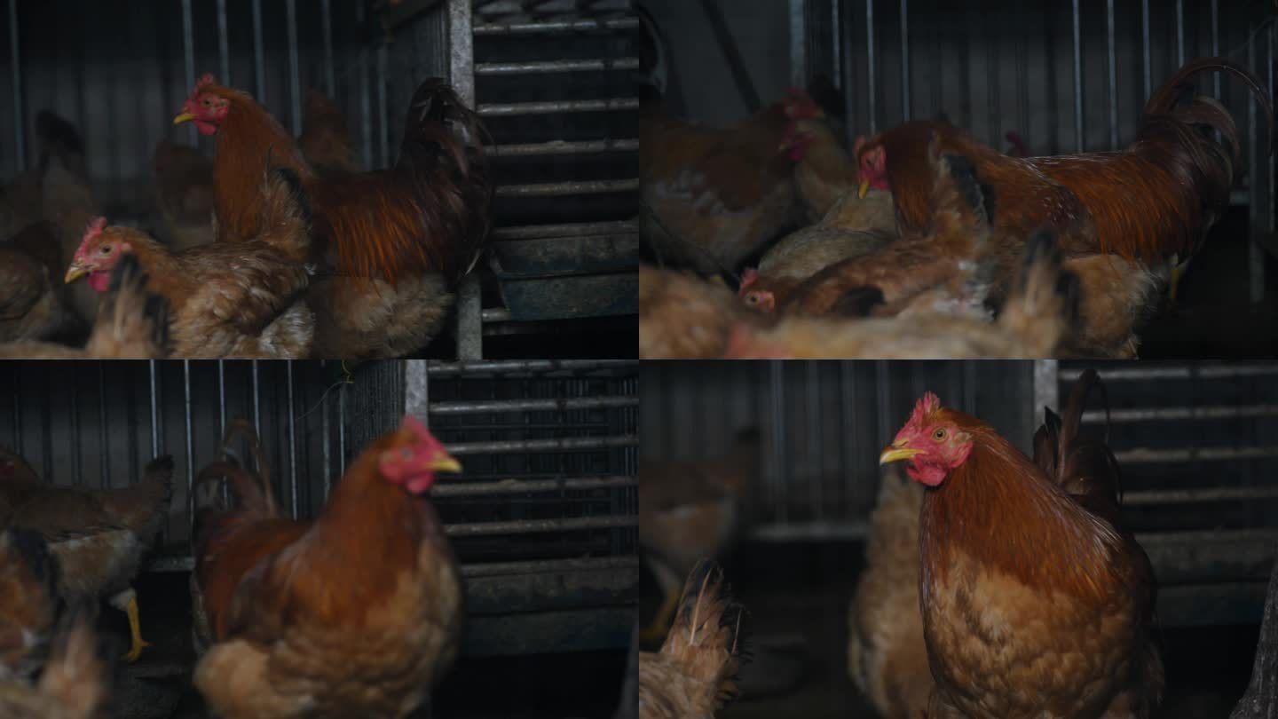 笼里待售的鸡
