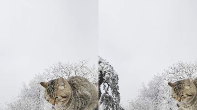 秦岭五台山雾凇雪松和大橘猫6