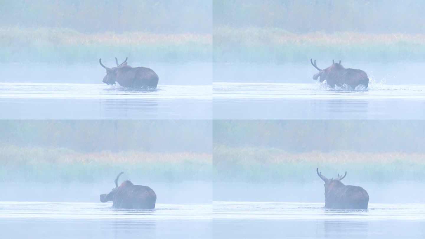 驼鹿 驼鹿水中觅食 世界上最大的鹿科动物