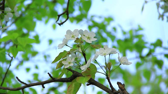 春天雪白的梨花盛开