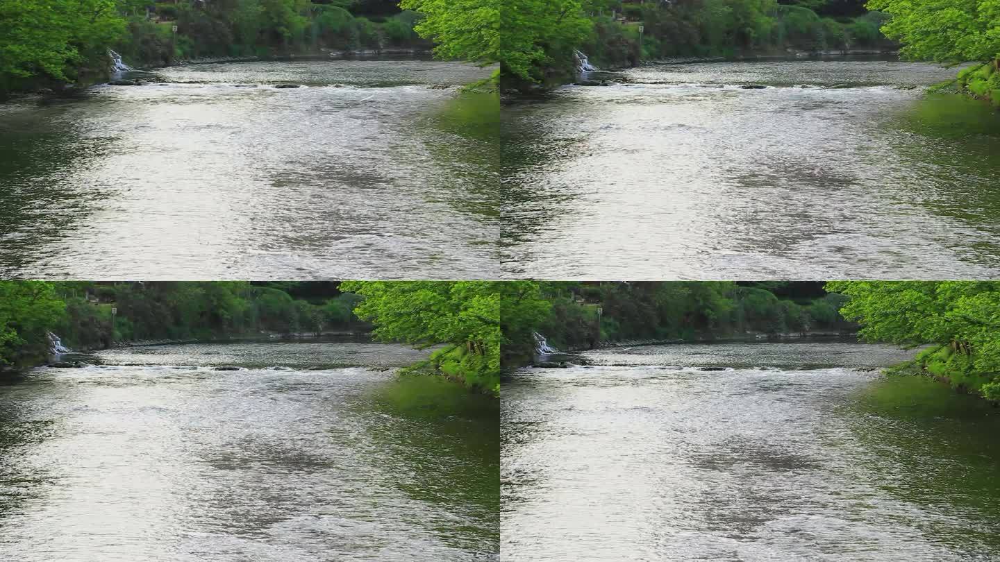 春天的成都江安河绿道风光和飞翔的白鹭