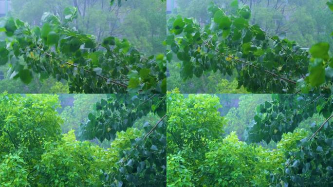 树枝树叶狂风暴雨刮风下雨倾盆大雨下雨天雨