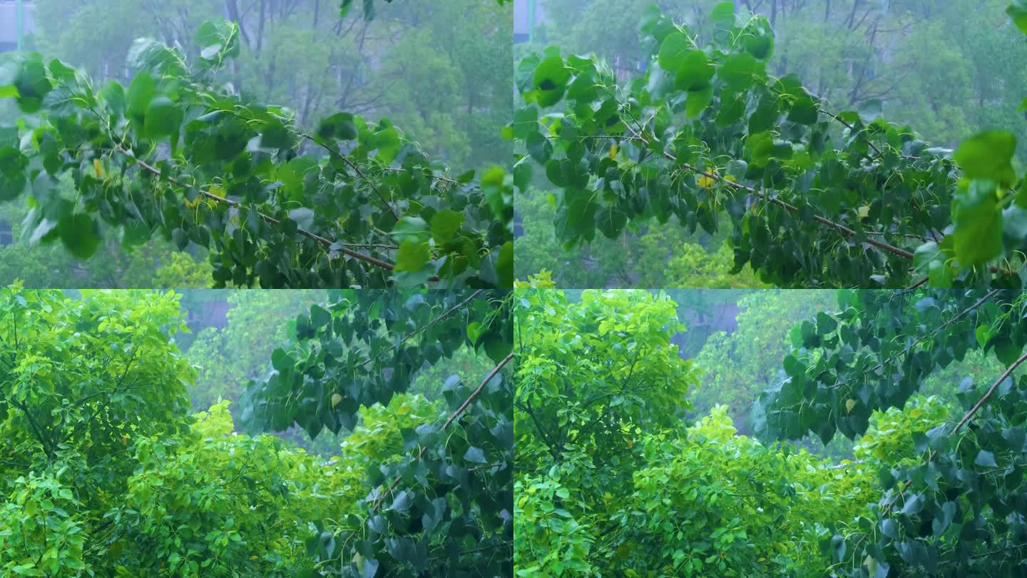 树枝树叶狂风暴雨刮风下雨倾盆大雨下雨天雨