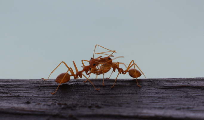 （4K60）蚂蚁搬家