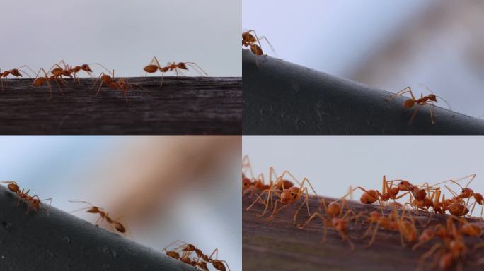 （4K60）蚂蚁搬家
