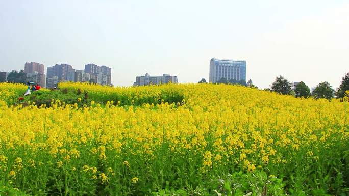 春天的油菜花田里金黄色的油菜花开了