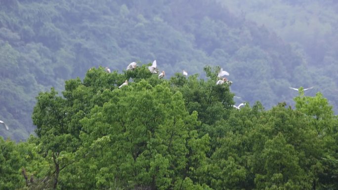 白鹭 白鹭群 保护动物 自然栖息地