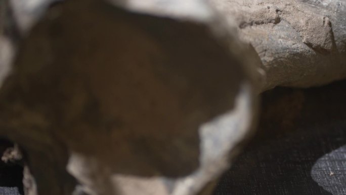 河南猛犸象腿化石