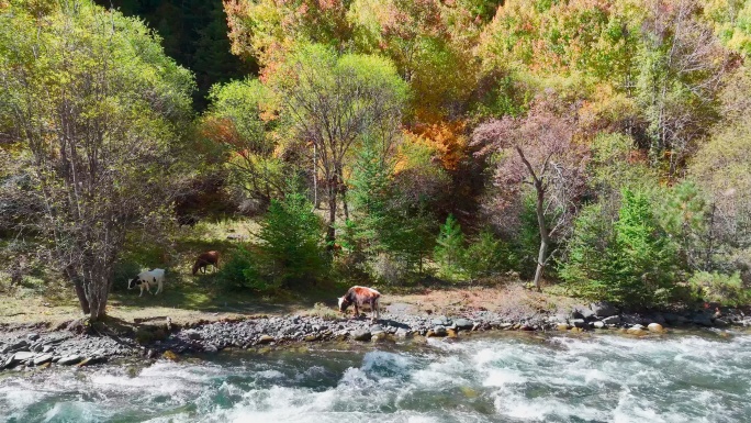 秋天小溪旁的牛吃草