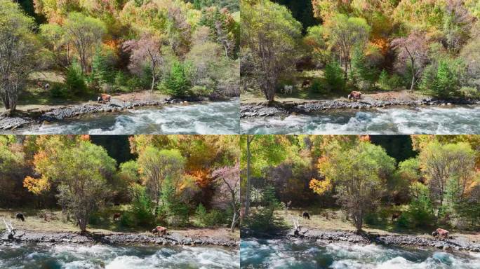 秋天小溪旁的牛吃草