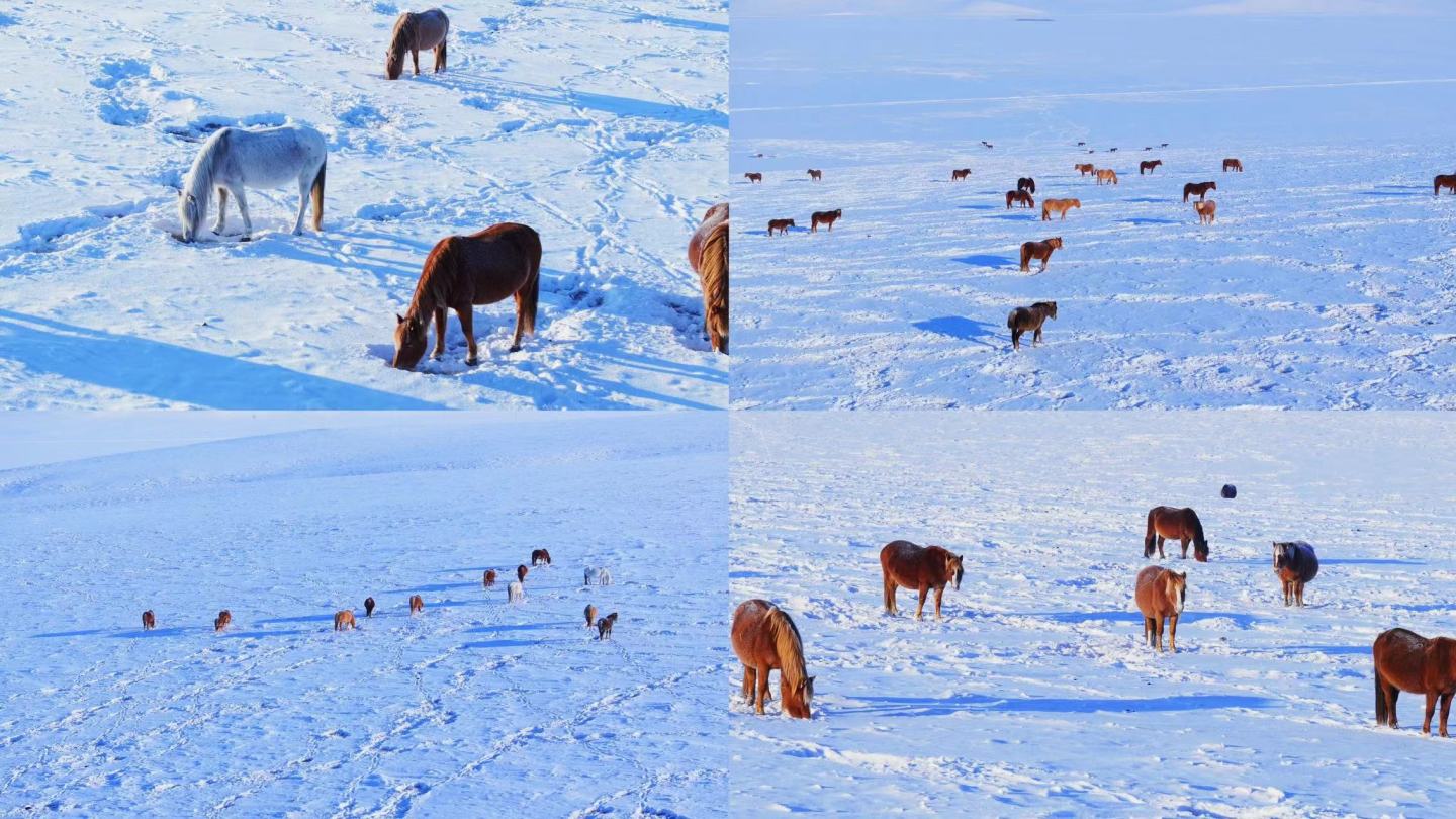 冰天雪地里草原山丘上的马群