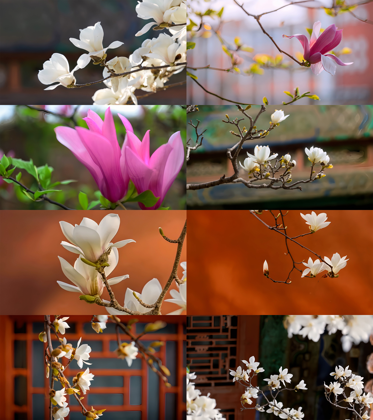 唯美玉兰花