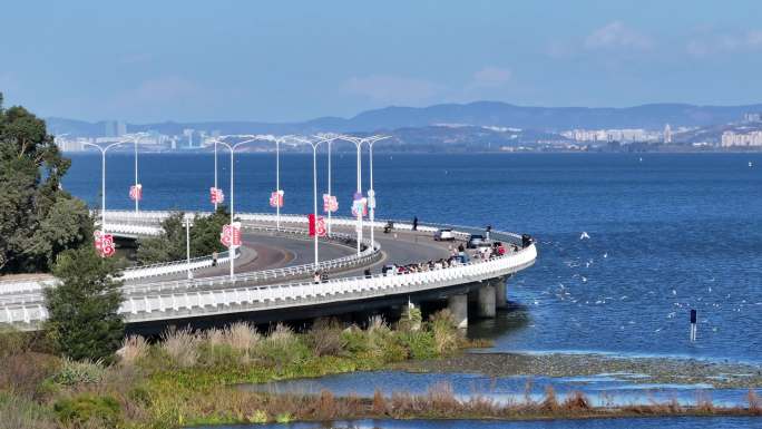 云南航拍滇池最美环湖路海鸥晋宁樱花盛开