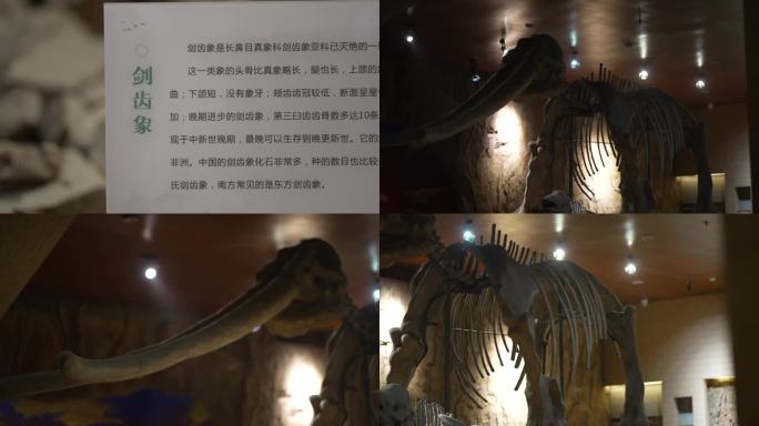 剑齿象化石骨架黄河国家地质公园