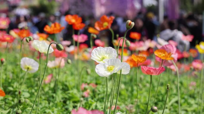 高清实拍春节广州云台公园虞美人