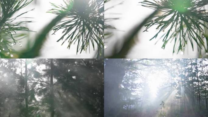 晨间烟雾森林松树松枝雨后