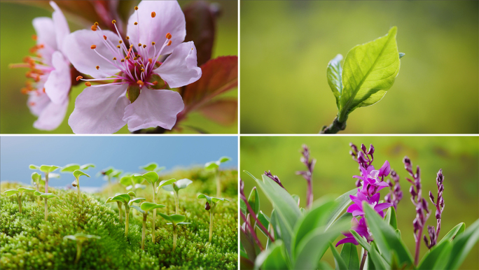 春天植物生长百花齐放万物复苏延时