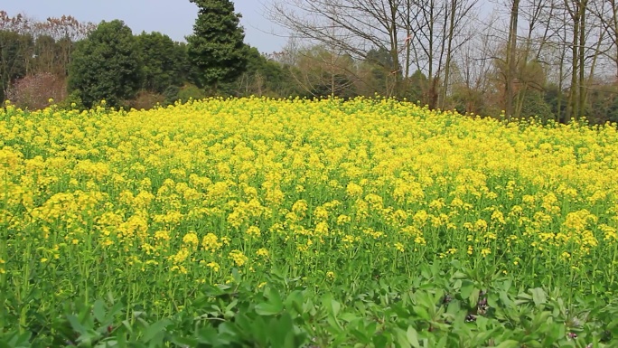 春天的油菜花田里金黄色的油菜花开了
