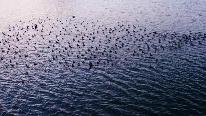 深圳 松子坑水库 保护鸟类 傍晚鸟类飞翔