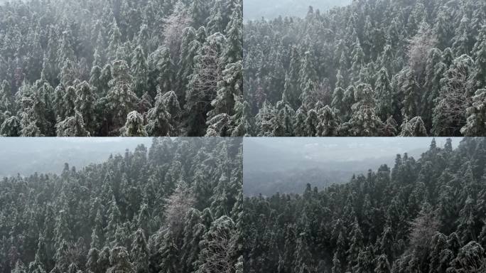 雪景森林