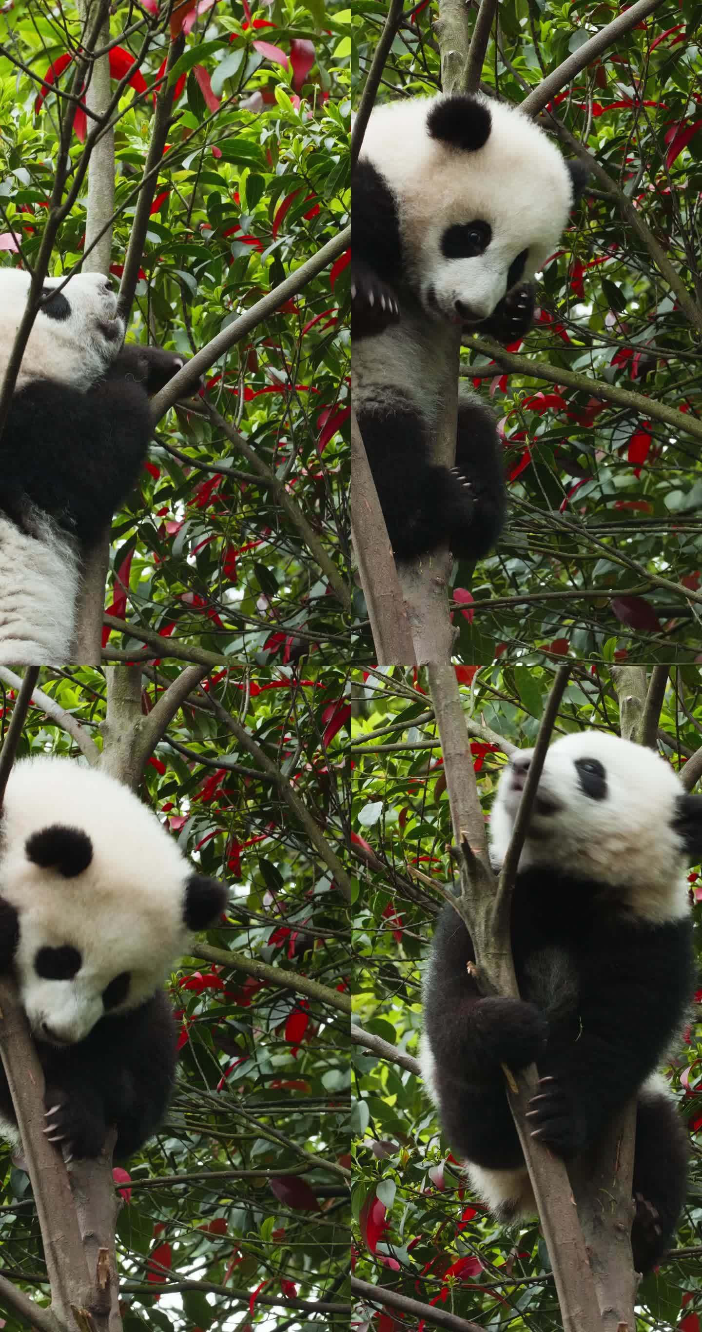 竖屏拍摄可爱国宝大熊猫幼崽爬树玩耍