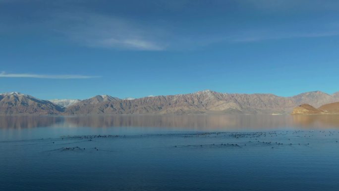 西藏诗意宁静湖面野鸭子