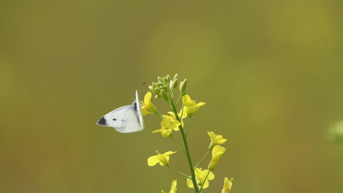 春天蝴蝶在油菜花上授粉