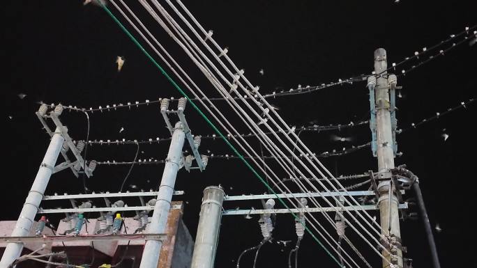 燕子群 电线上休息的鸟儿燕子
