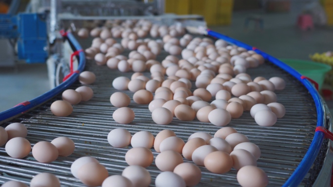 鸡蛋场鸡蛋流水线鸡蛋装填鸡蛋车间