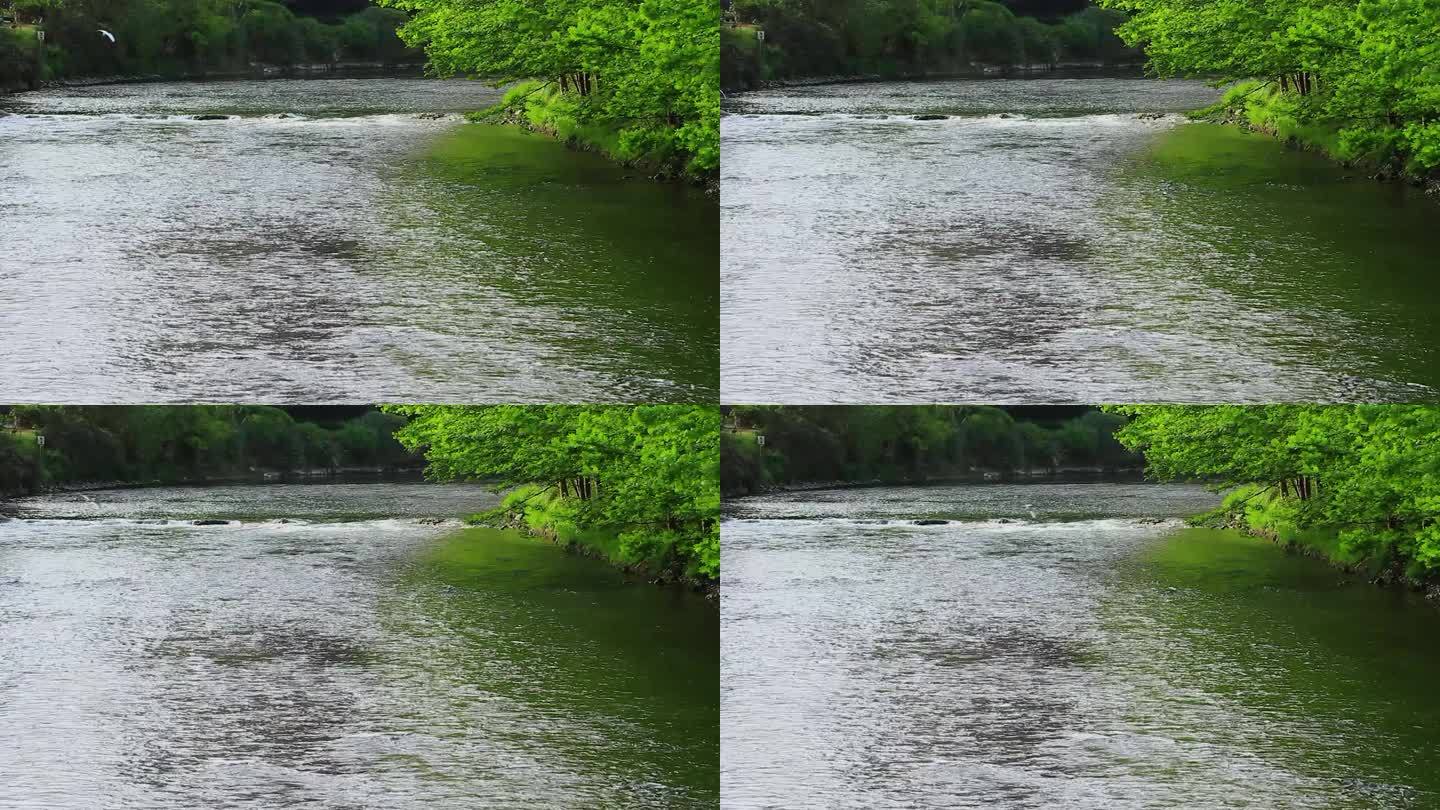 动物主题,春天的白鹭场景